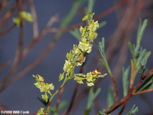 Common October-flower (Polygonella polygama)