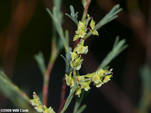 Common October-flower (Polygonella polygama)