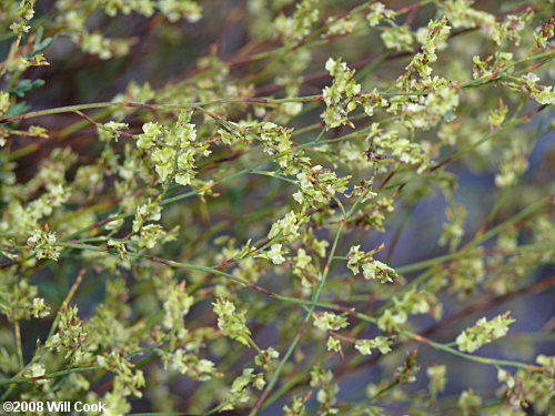 Common October-flower (Polygonella polygama)