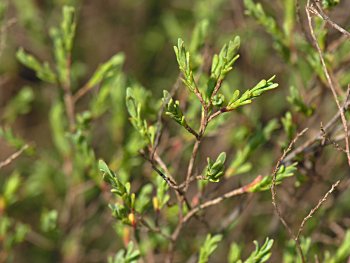 Common October-flower (Polygonella polygama)