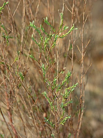 Common October-flower (Polygonella polygama)