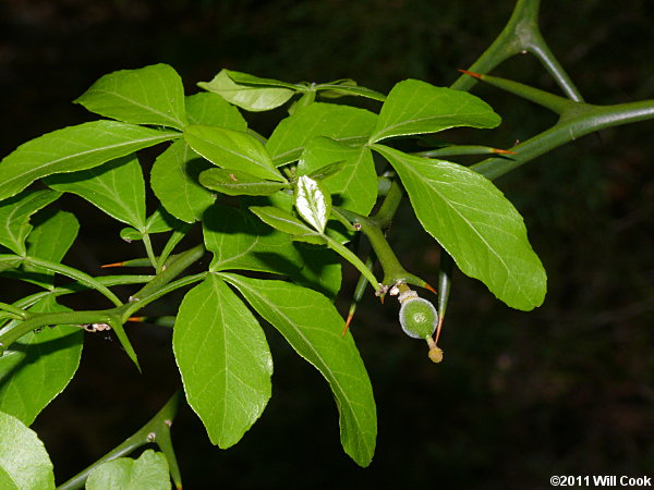 Trifoliate Orange (Poncirus trifoliata)