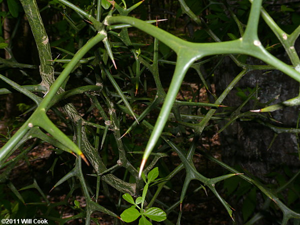 Trifoliate Orange (Poncirus trifoliata)