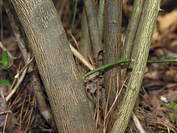 Trifoliate Orange (Poncirus trifoliata)