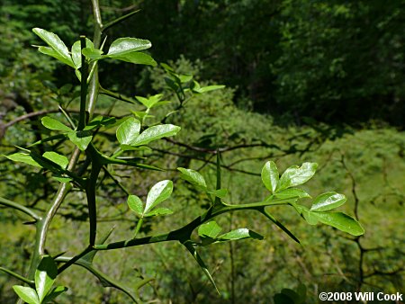 Trifoliate Orange (Poncirus trifoliata)