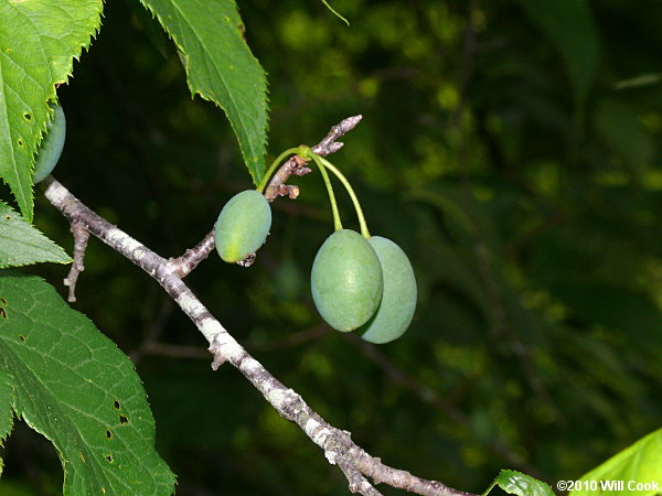 American Plum (Prunus americana)