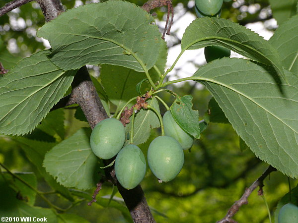 American Plum (Prunus americana)