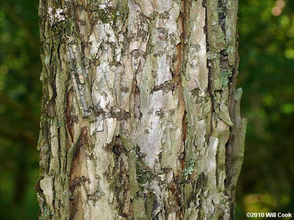 American Plum (Prunus americana)