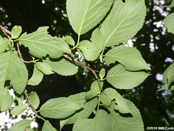 American Plum (Prunus americana) leaves