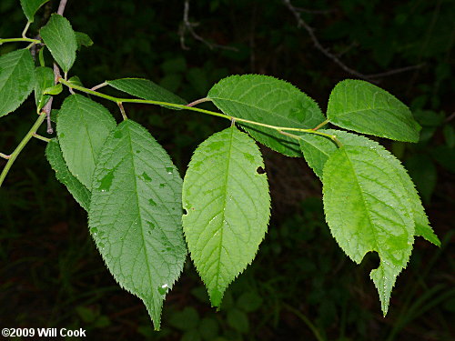 American Plum (Prunus americana) leaves