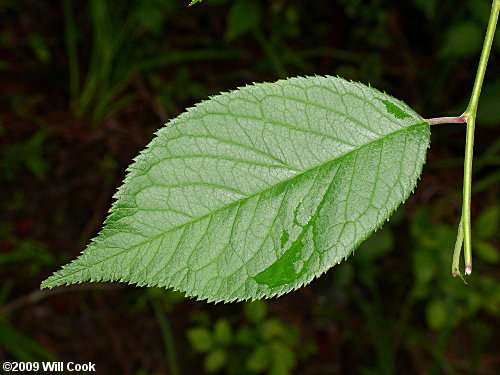 American Plum (Prunus americana) leaf