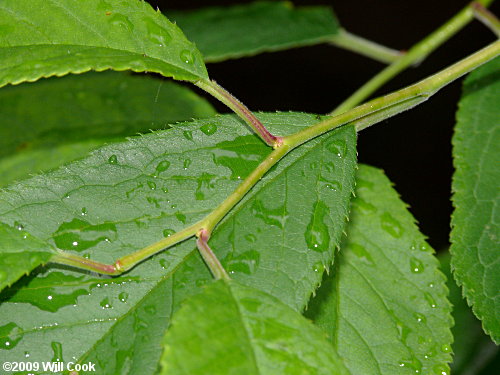 American Plum (Prunus americana) leaves