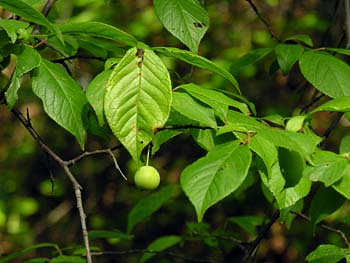 American Plum (Prunus americana) leaves fruit