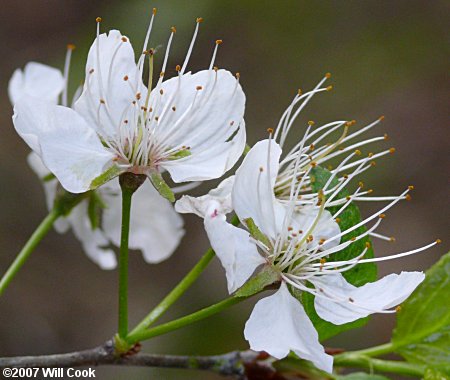 American Plum (Prunus americana) flower