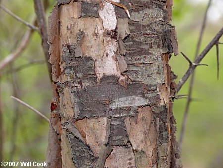 American Plum (Prunus americana) bark