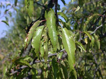 Chickasaw Plum (Prunus angustifolia)