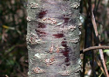 Chickasaw Plum (Prunus angustifolia) bark