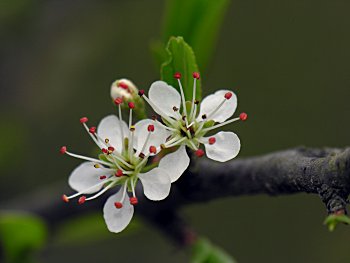 Chickasaw Plum (Prunus angustifolia) flowers