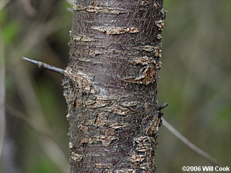 Chickasaw Plum (Prunus angustifolia) bark