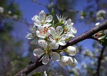 Chickasaw Plum (Prunus angustifolia) flowers