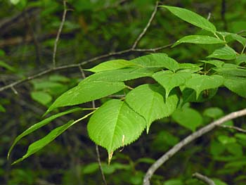 Sweet Cherry (Prunus avium)