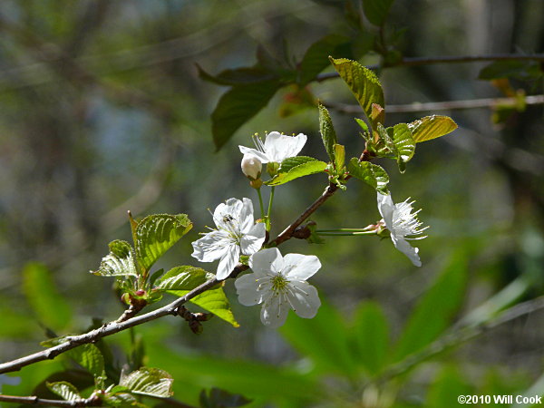 Sweet Cherry (Prunus avium)