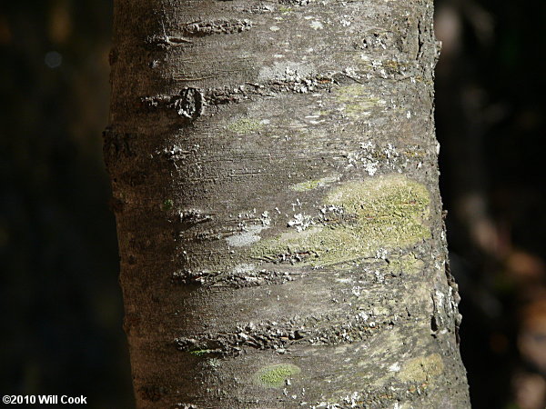 Sweet Cherry (Prunus avium)