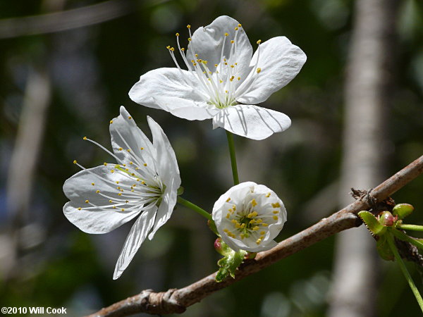 Sweet Cherry (Prunus avium)