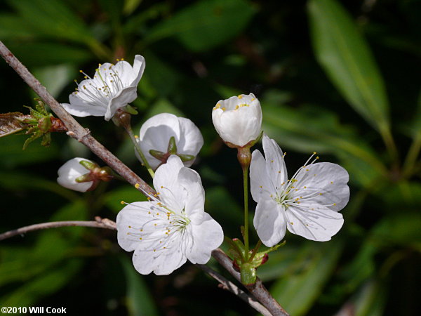 Sweet Cherry (Prunus avium)