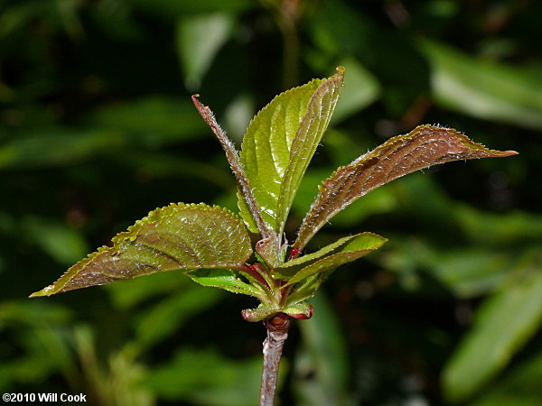 Sweet Cherry (Prunus avium)