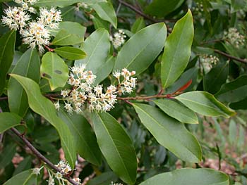 Carolina Laurelcherry (Prunus caroliniana) flowers