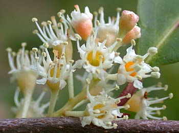 Carolina Laurelcherry (Prunus caroliniana) flowers