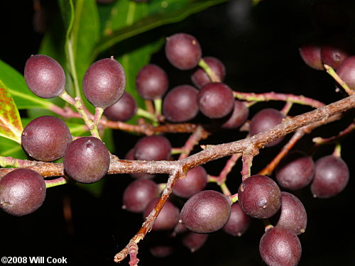 Carolina Laurelcherry (Prunus caroliniana) fruit