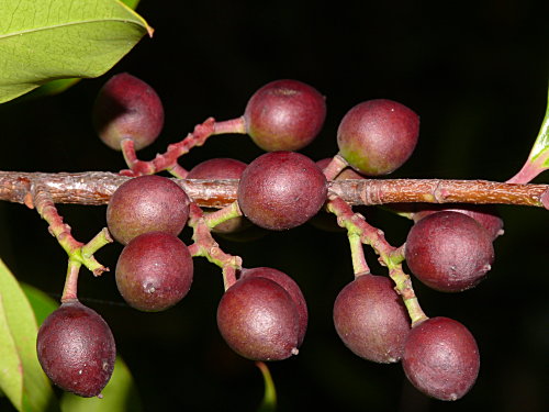 Carolina Laurelcherry (Prunus caroliniana) fruit