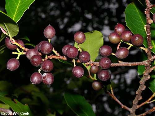 Carolina Laurelcherry (Prunus caroliniana) fruit