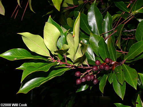 Carolina Laurelcherry (Prunus caroliniana) fruit