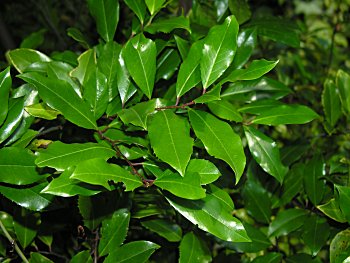 Carolina Laurelcherry (Prunus caroliniana) leaves