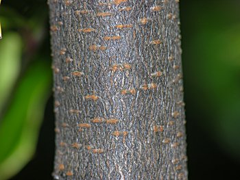 Carolina Laurelcherry (Prunus caroliniana) bark
