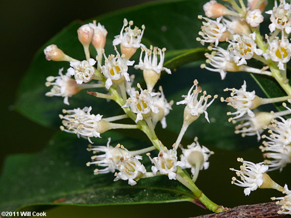 Carolina Laurelcherry (Prunus caroliniana) flowers