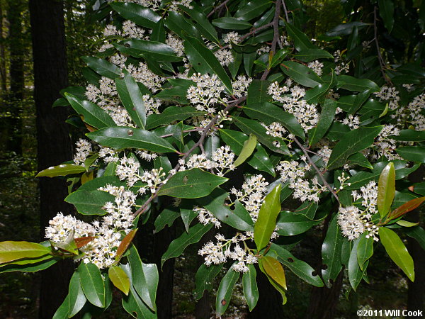 Carolina Laurelcherry (Prunus caroliniana) flowers