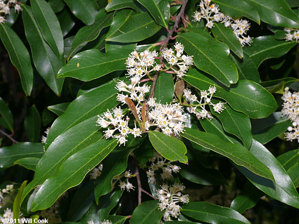 Carolina Laurelcherry (Prunus caroliniana) flowers