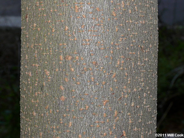 Carolina Laurelcherry (Prunus caroliniana) bark