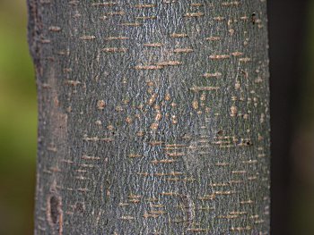Carolina Laurelcherry (Prunus caroliniana) bark
