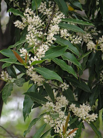 Carolina Laurelcherry (Prunus caroliniana) flowers