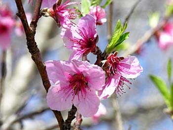 Peach (Prunus persica)