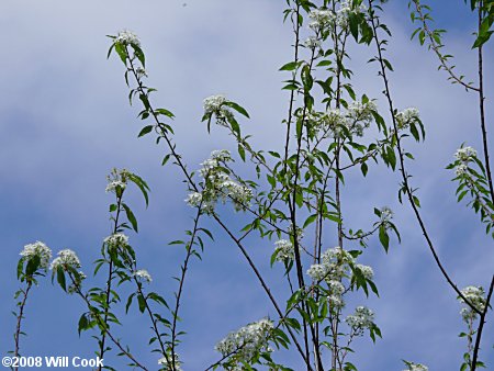 Pin Cherry (Prunus pensylvanica)