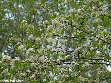 Pin Cherry (Prunus pensylvanica)