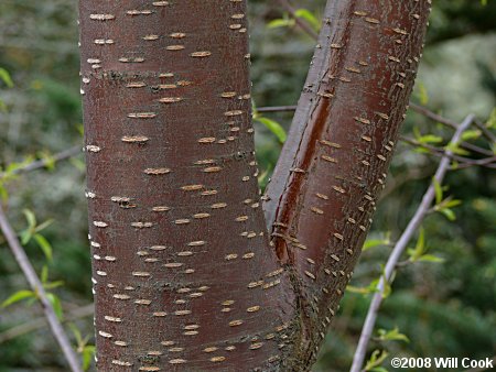 Pin Cherry (Prunus pensylvanica) bark