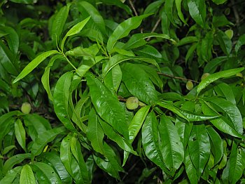 Peach (Prunus persica)