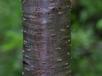 Peach (Prunus persica)